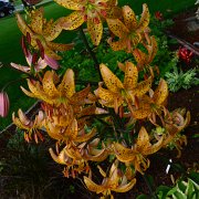 Sutton Court - inflorescence
